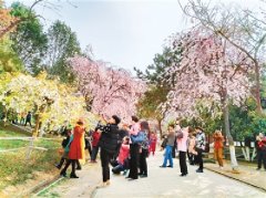  西安景区樱花绽放 游人如织共赴“浪漫之约”